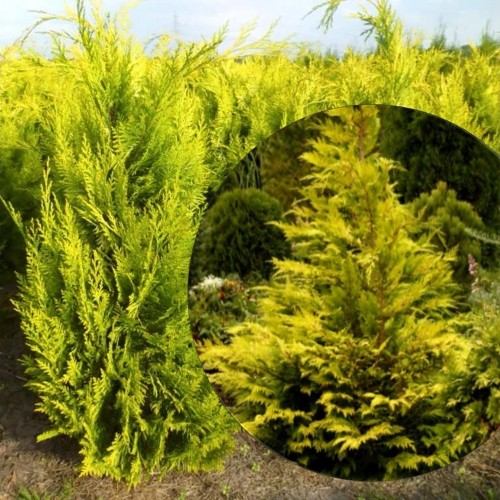 Chamaecyparis lawsoniana 'Dzintra' - Kalifornia ebaküpress 'Dzintra' C1/1L